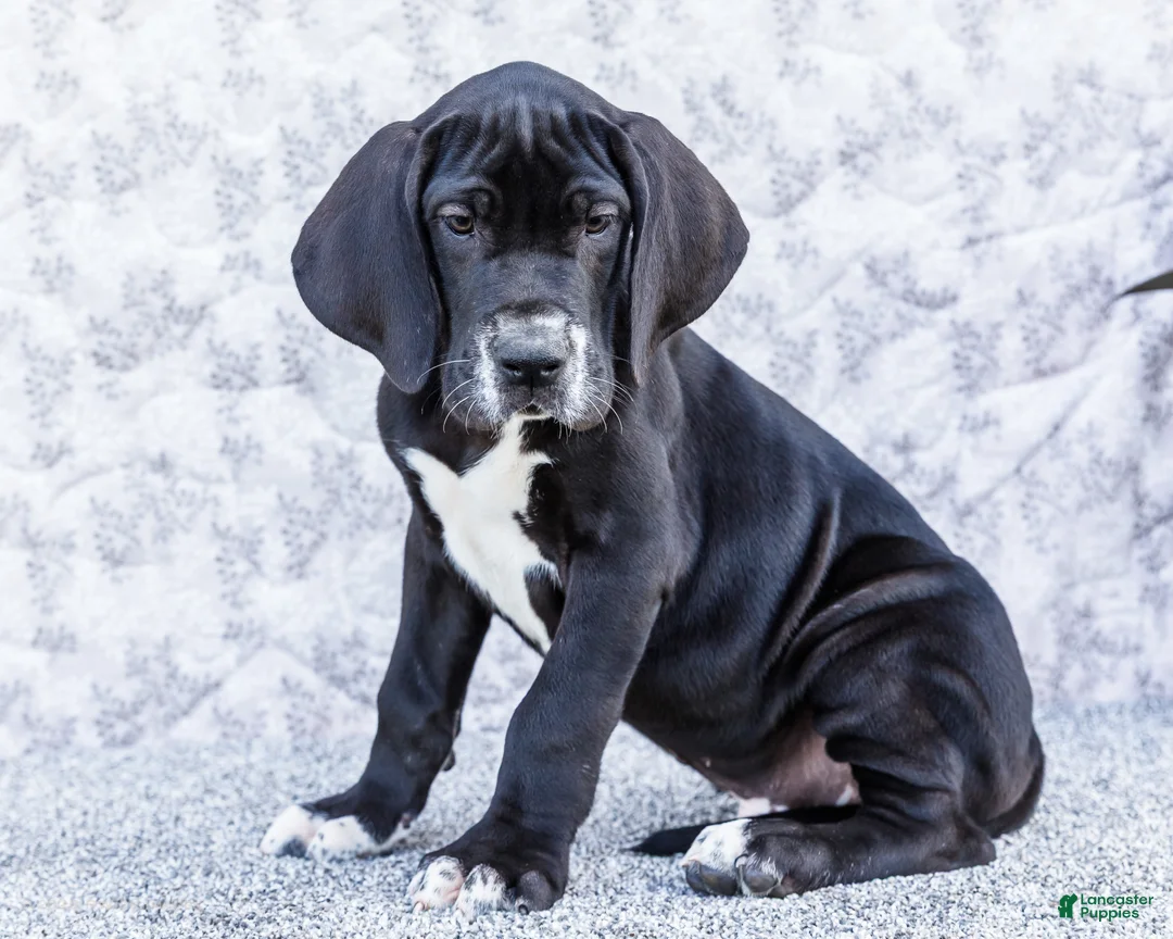 Great Dane dogs for sale: Davis - Ad 1