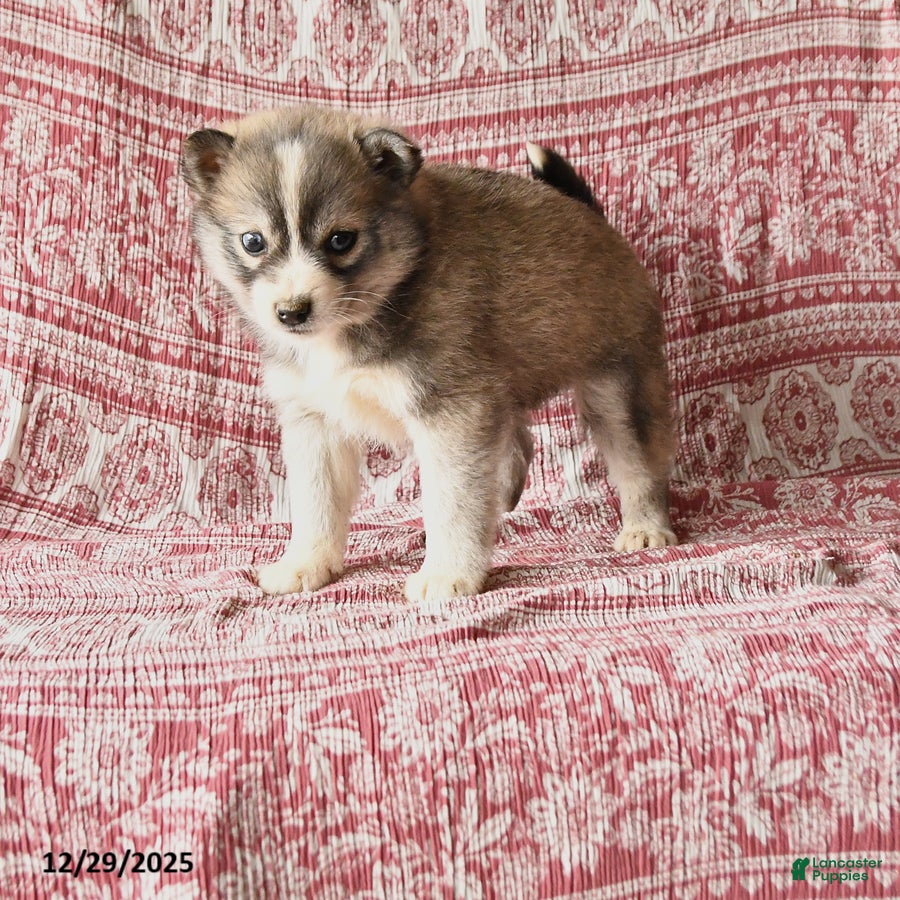 Pomsky dogs Lassie - Ad 34