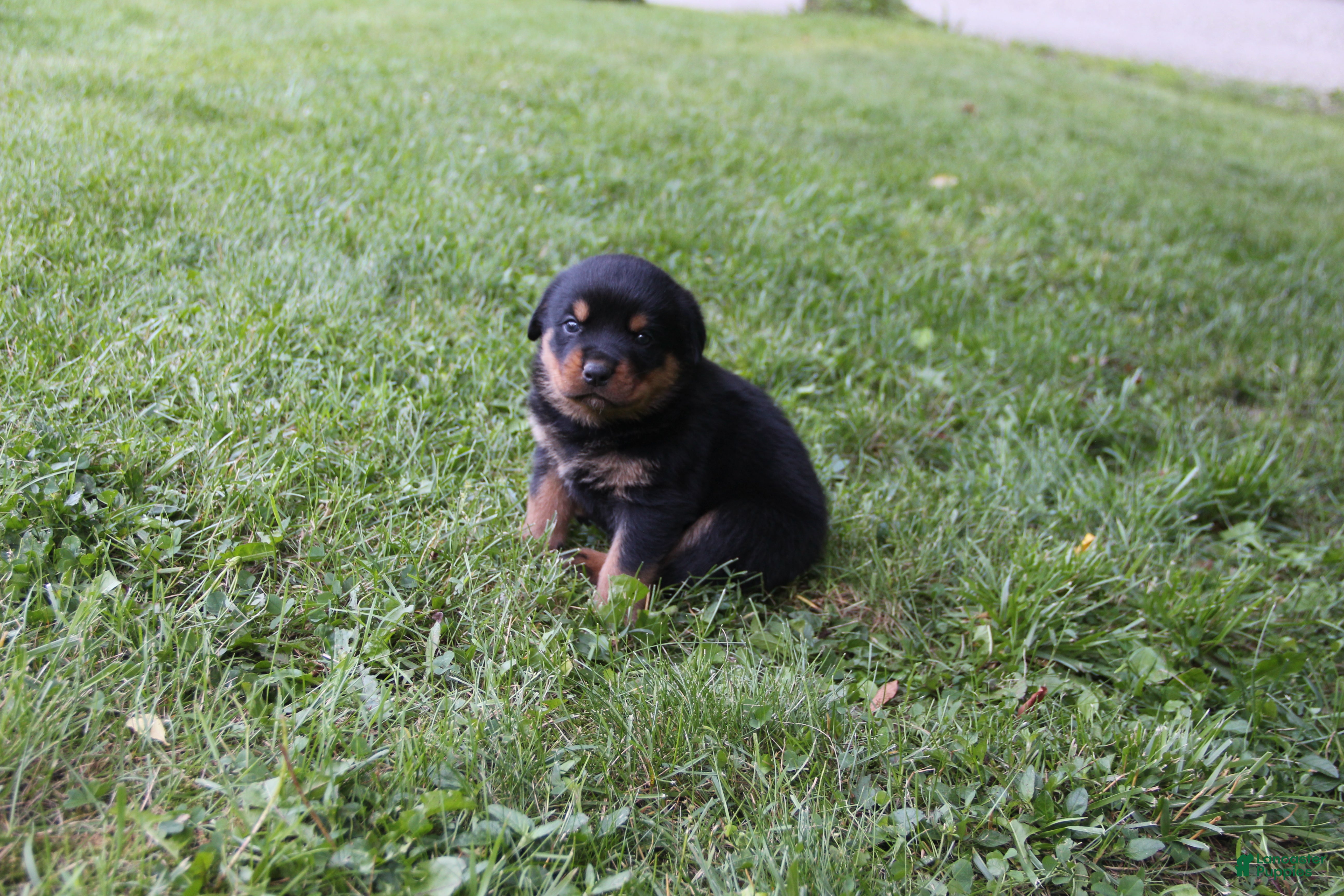 Rottweiler dogs Roscoe - Ad 1