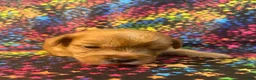 Yorkshire Terrier dogs for sale: Gold dust Yorkshire Terrier female 1 - Ad 7