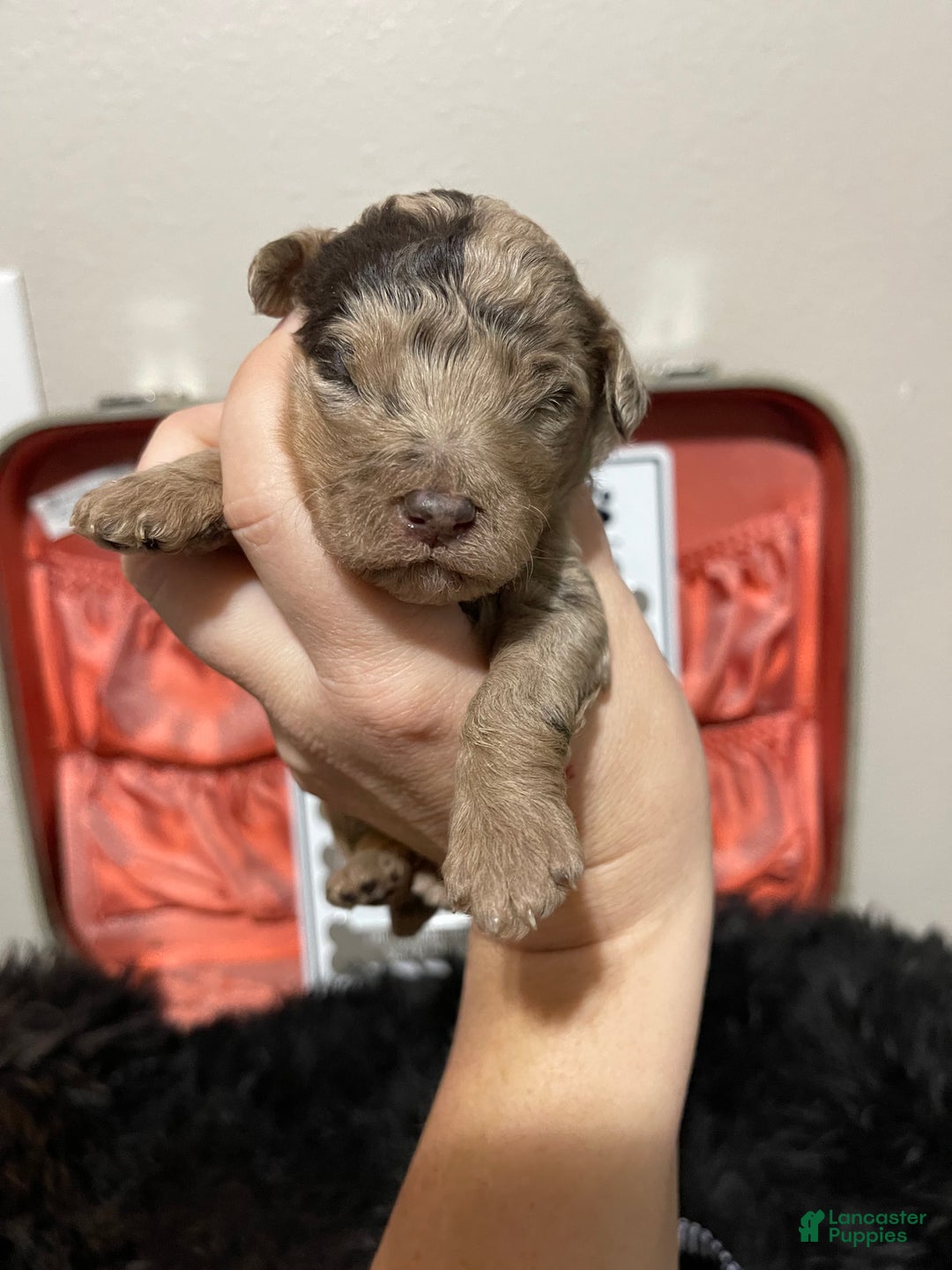 Miniature Poodle dogs for sale: Akc Chocolate Merle Phantom boy 2 - Ad 31