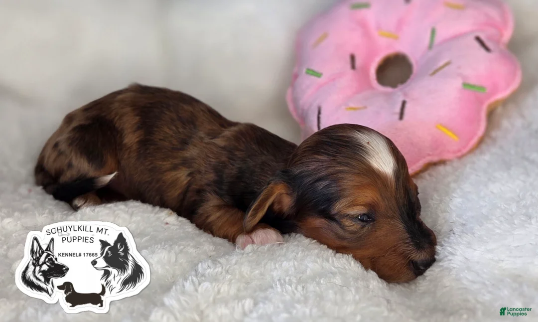 Miniature Dachshund dogs for sale: Fay - Ad 1