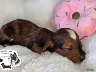 Miniature Dachshund dogs Fay - Ad 13