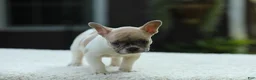 French Bulldog dogs for sale: Jade - Ad 15