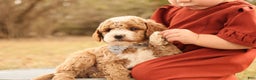 Mini Goldendoodle dogs for sale: Asher - Ad 3