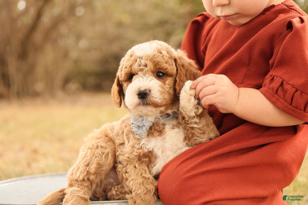 Mini Goldendoodle dogs for sale: Asher - Ad 3