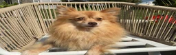 Pomeranian dogs for sale: Theo - Ad 4