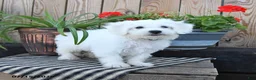 Mixed Breed dogs for sale: Ethan - Ad 4