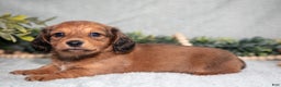 Miniature Dachshund dogs for sale: Karter - Ad 3