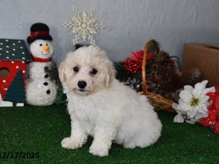 Bichpoo dogs Bingo - Ad 41