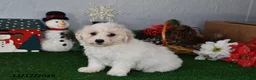 Bichpoo dogs for sale: Bingo - Ad 1