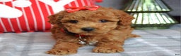 Miniature Poodle dogs for sale: Stella  - Ad 8