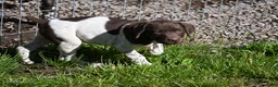 German Shorthaired Pointer dogs for sale: Buck - Ad 33
