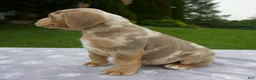 Beabull dogs for sale: Dexter - Ad 5