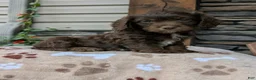 Cavapoo dogs for sale: Corrie - Ad 3