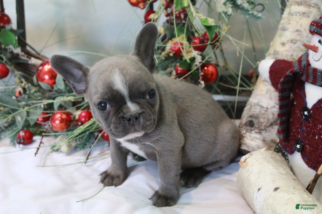 Frenchton dogs for sale: Bella  - Ad 24
