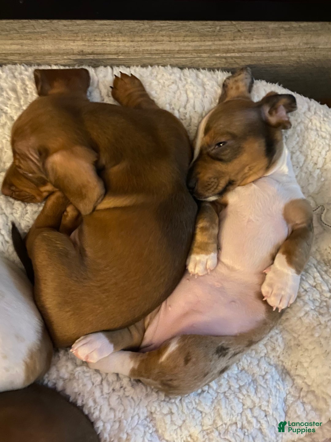 Miniature Dachshund dogs for sale: Miniature Dachshund Puppy 1 - Ad 4