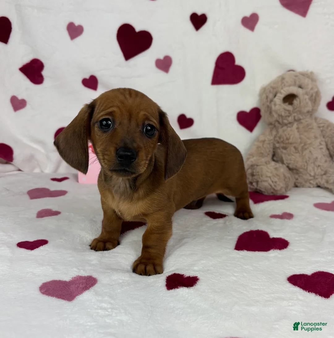 Miniature Dachshund dogs for sale: Freddie - Ad 6
