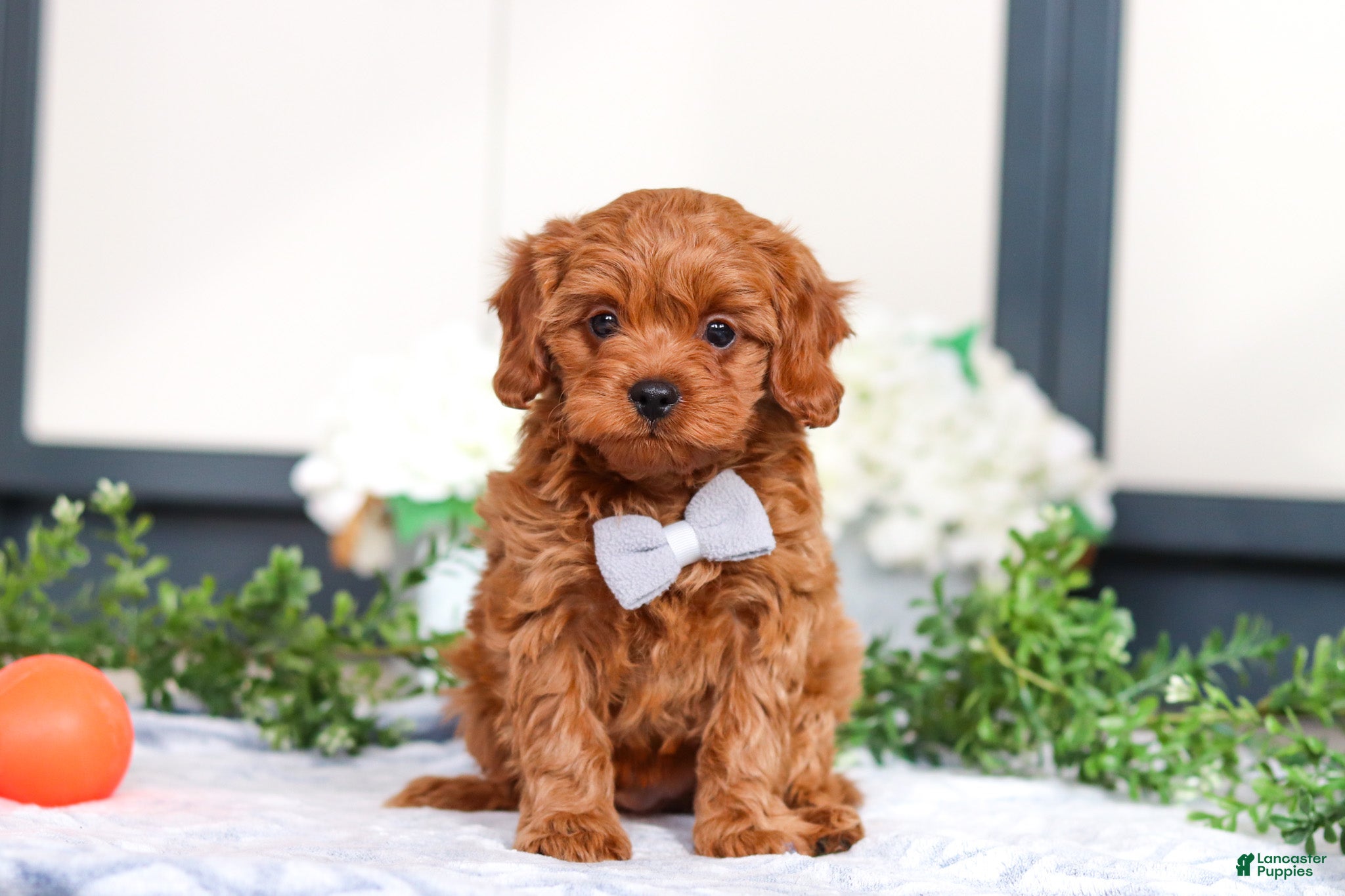 Cavapoo dogs Irwin - Ad 1
