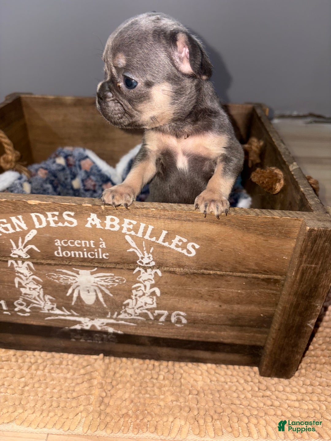 French Bulldog dogs for sale: Ms Beauty Female - Ad 1