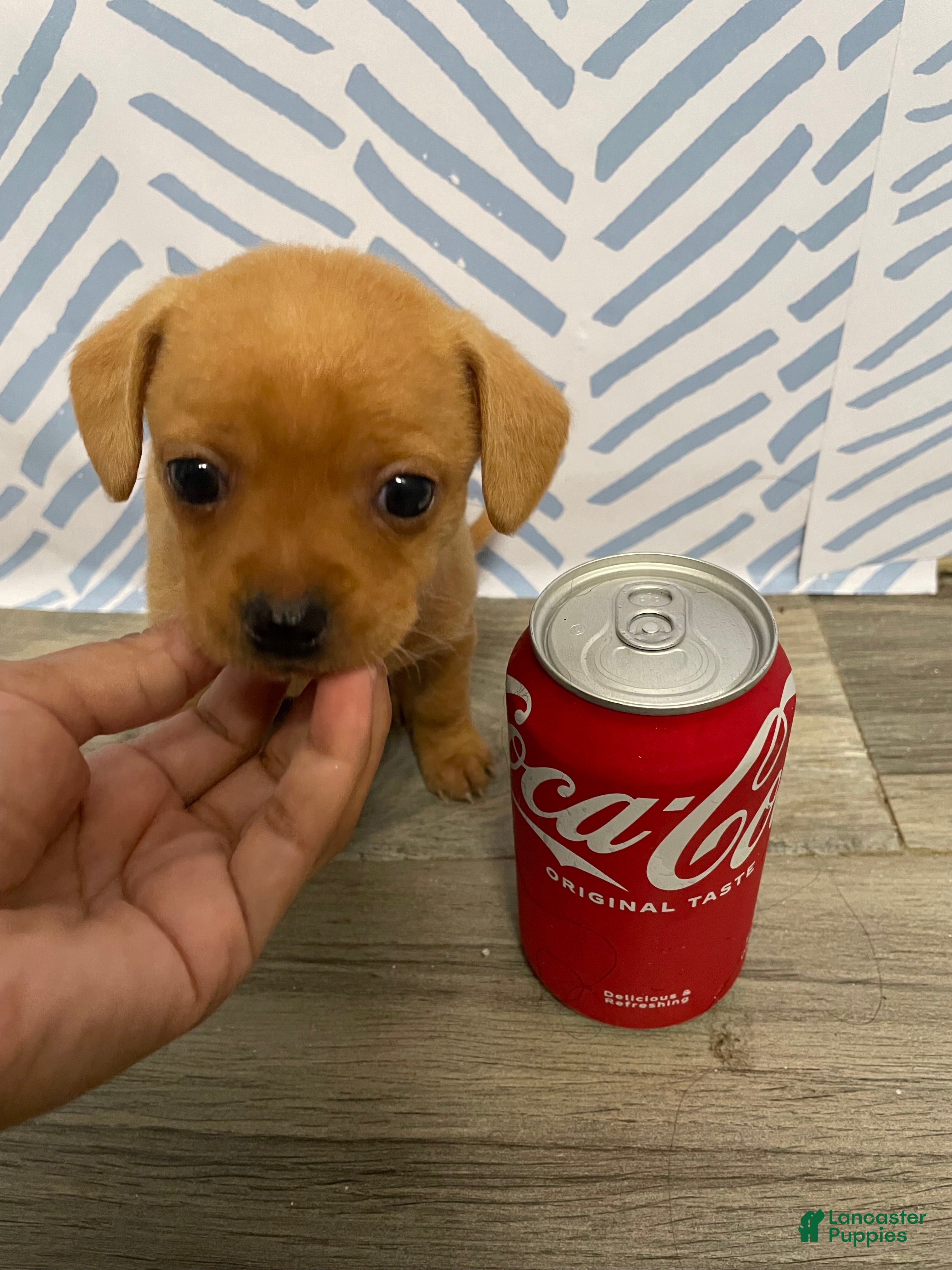 Chorkie dogs Chorkie Puppy 3 - Ad 1