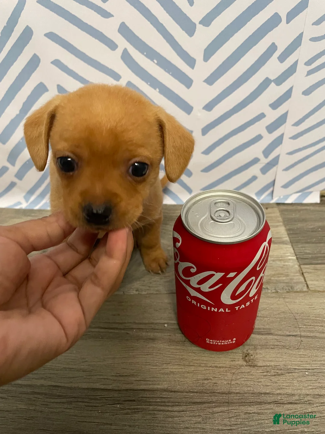 Chorkie dogs for sale: Chorkie Puppy 3 - Ad 1