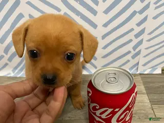 Chorkie dogs Chorkie Puppy 3 - Ad 1