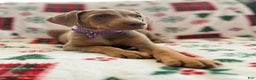 Doberman Pinscher dogs for sale: Isabella - Ad 2