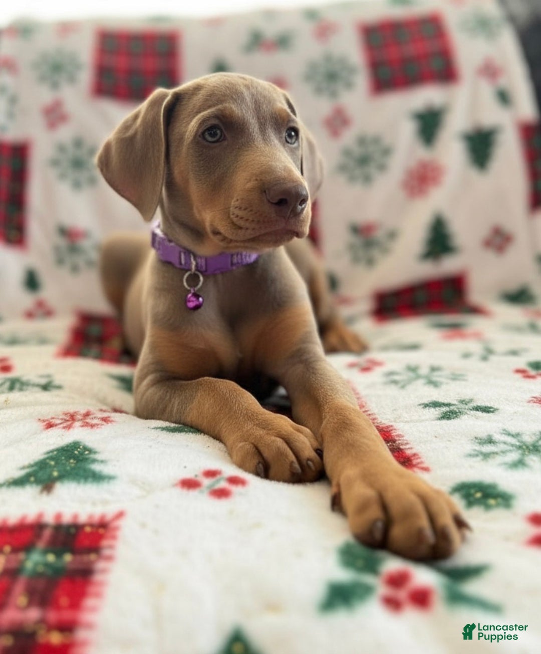 Doberman Pinscher dogs for sale: Isabella - Ad 2