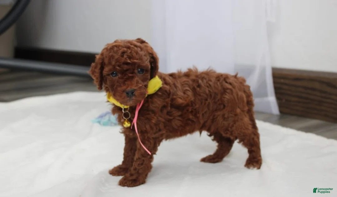 Bichpoo dogs for sale: Flynn  - Ad 23