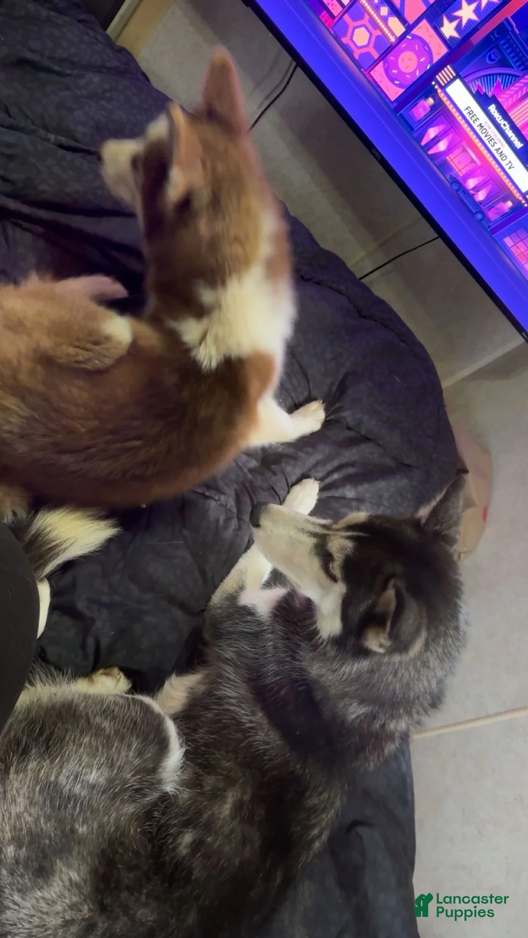 Siberian Husky dogs for sale: Thor - Ad 5
