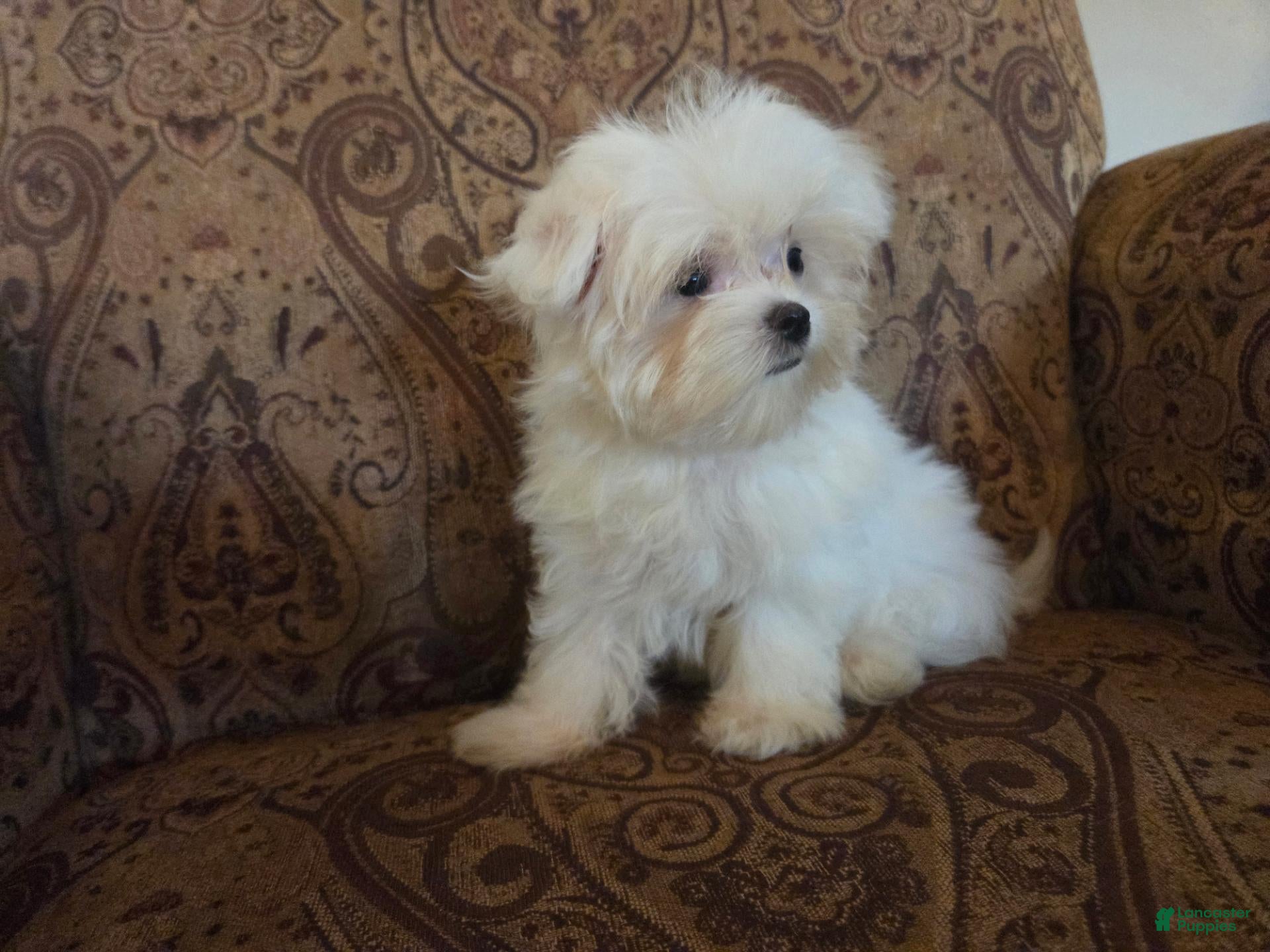 Maltese dogs 4.5 lb Bella Button - Ad 2