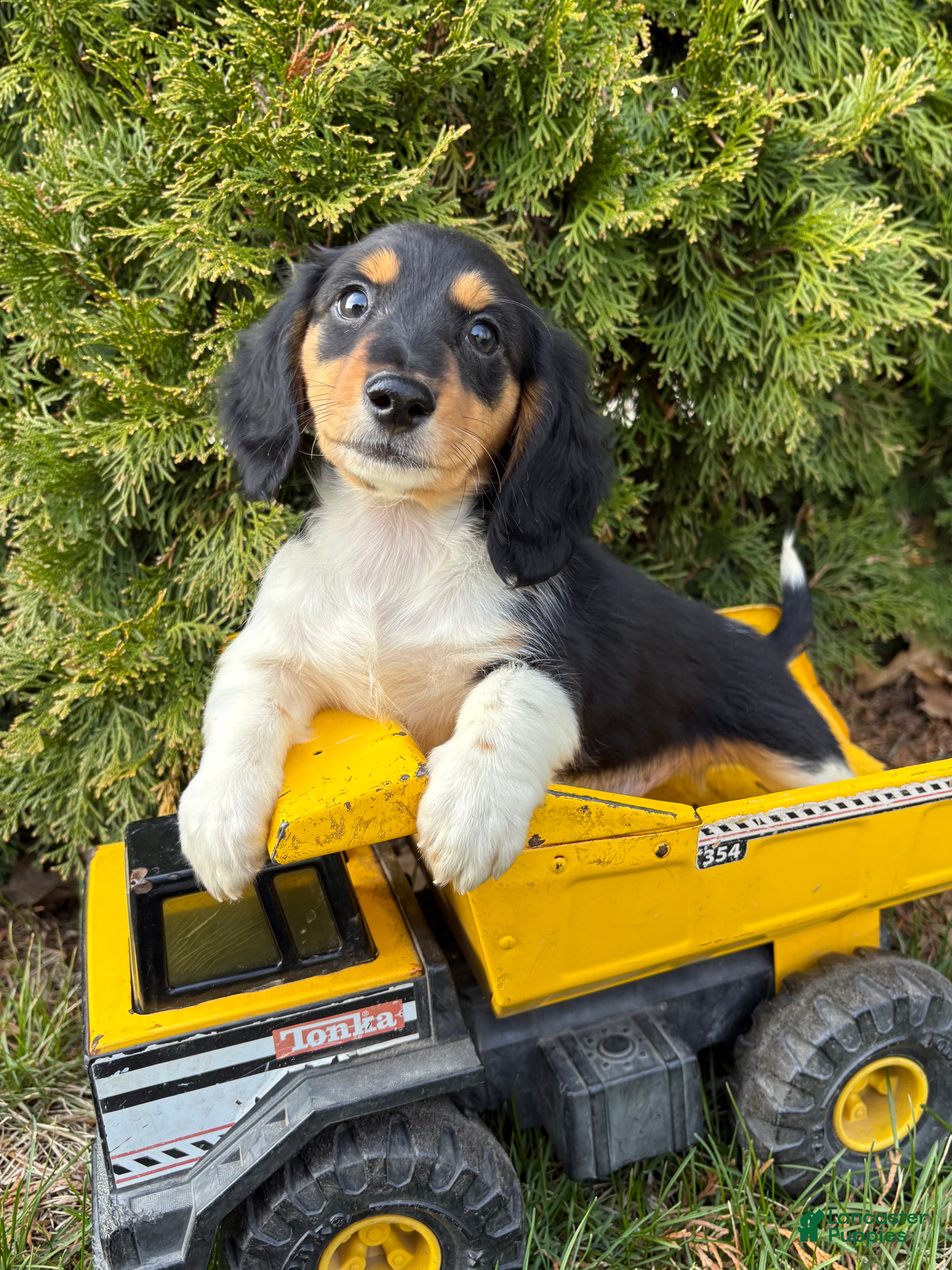 Dachshund dogs Cruz - Ad 1