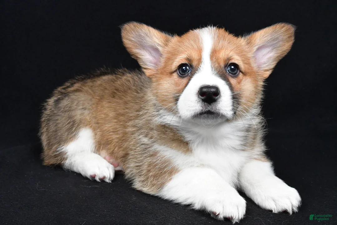 Welsh Corgi Pembroke dogs for sale: Colee - Ad 9