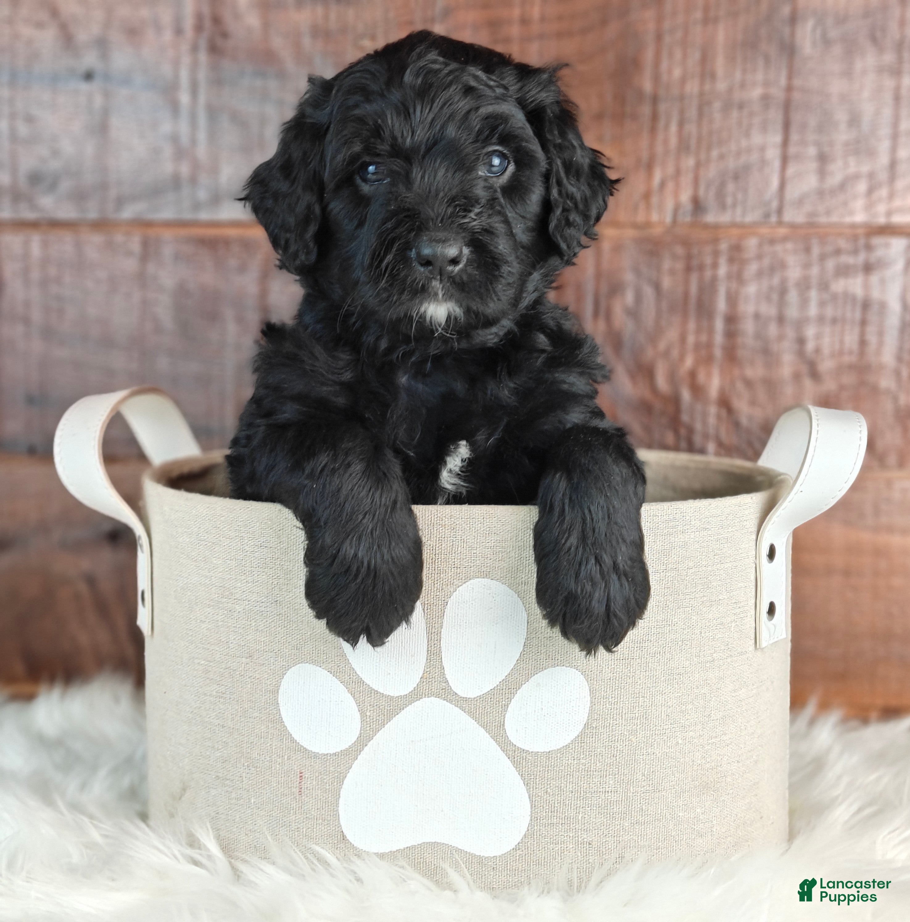 Bernedoodle dogs Ranger  - Ad 1