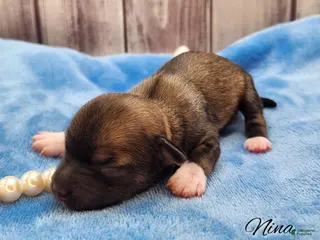 Mixed Breed dogs Nina - Ad 5