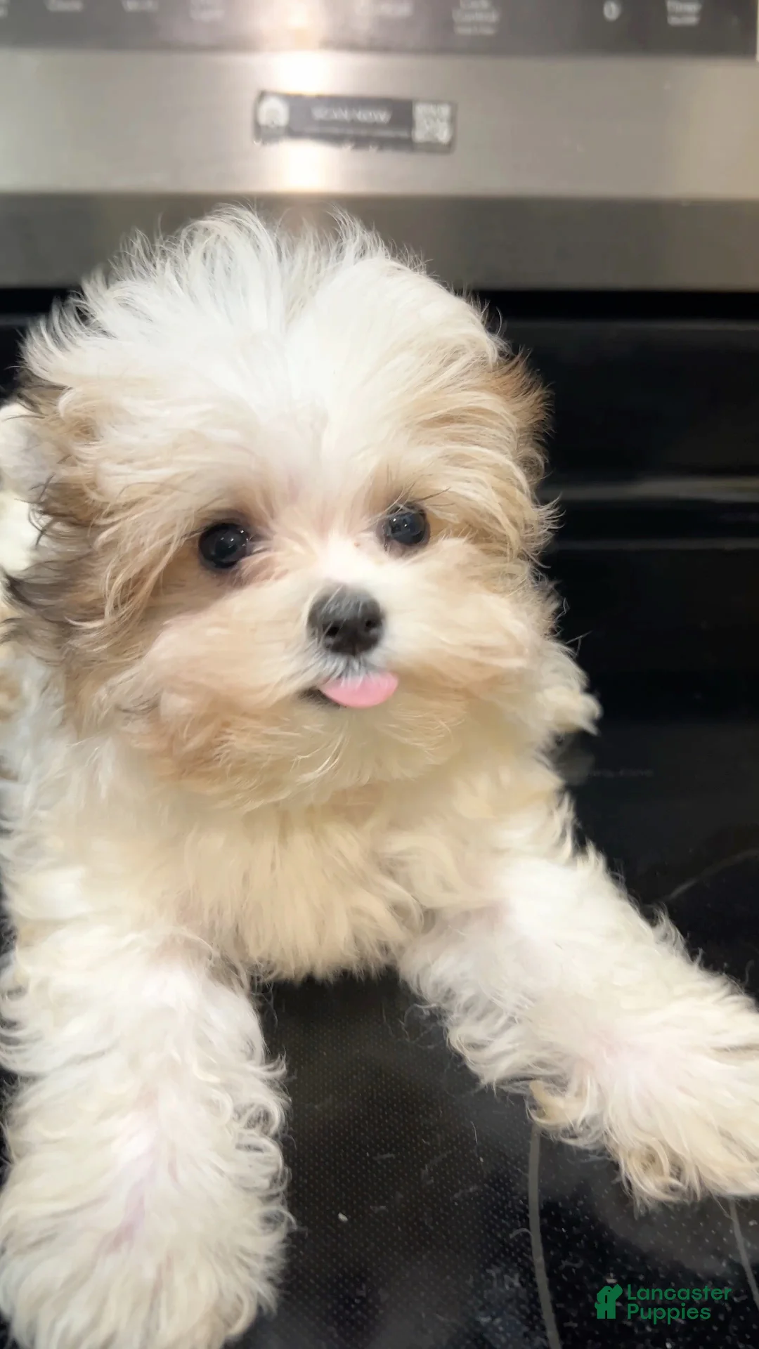Morkie dogs for sale: Boy - Ad 1