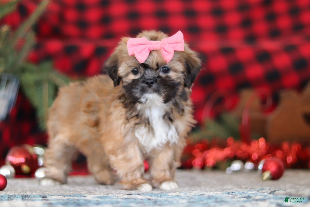 Lhasa Apso dogs for sale: Allie - Ad 2