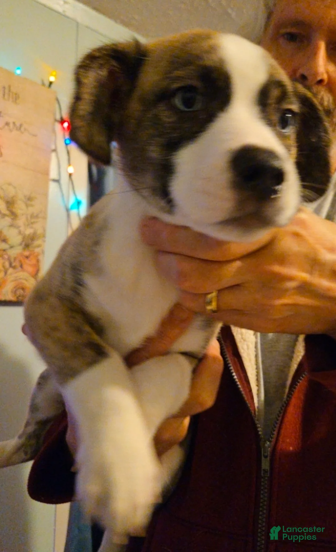 Mixed Breed dogs for sale: GiGi - Ad 1