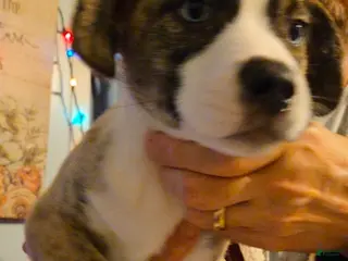 Mixed Breed dogs GiGi - Ad 39