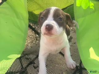 Mixed Breed dogs Mixed Breed Puppy 7 - Ad 33