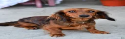 Miniature Dachshund dogs for sale: Chucky - Ad 6