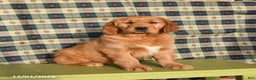 Golden Retriever dogs for sale: Jasper - Ad 2