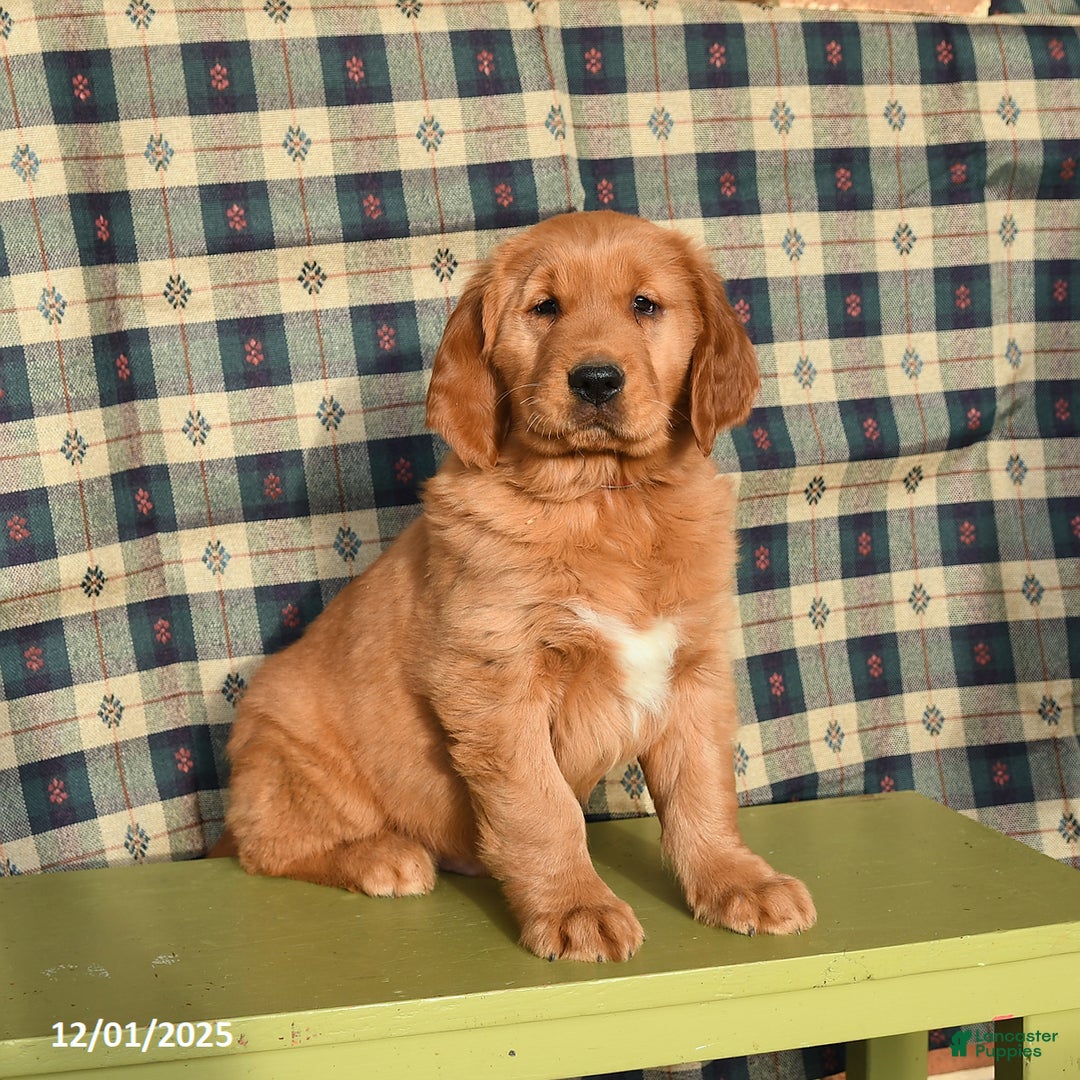 Golden Retriever dogs for sale: Jasper - Ad 2