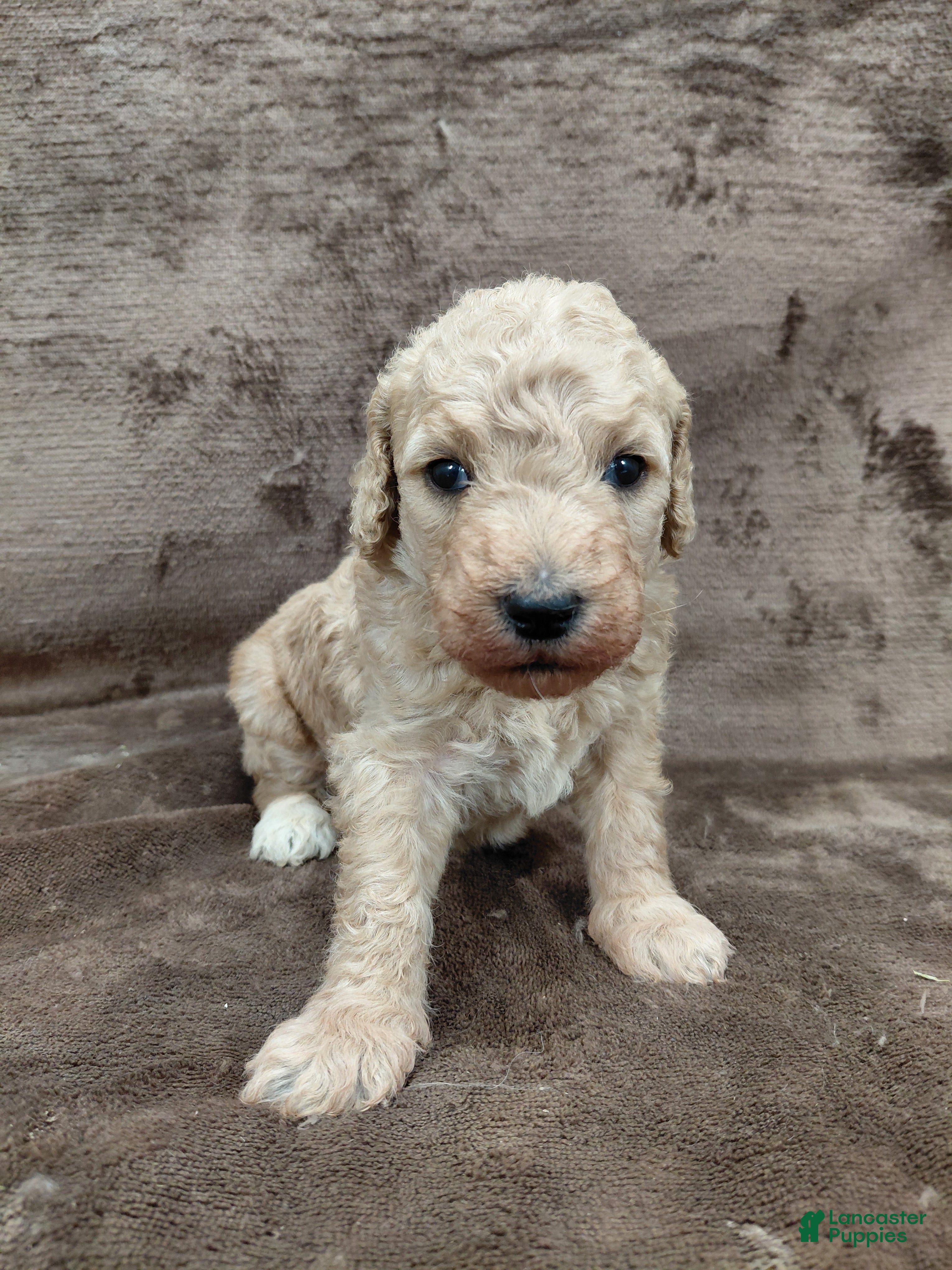 Goldendoodle dogs Fiona Standard  - Ad 27