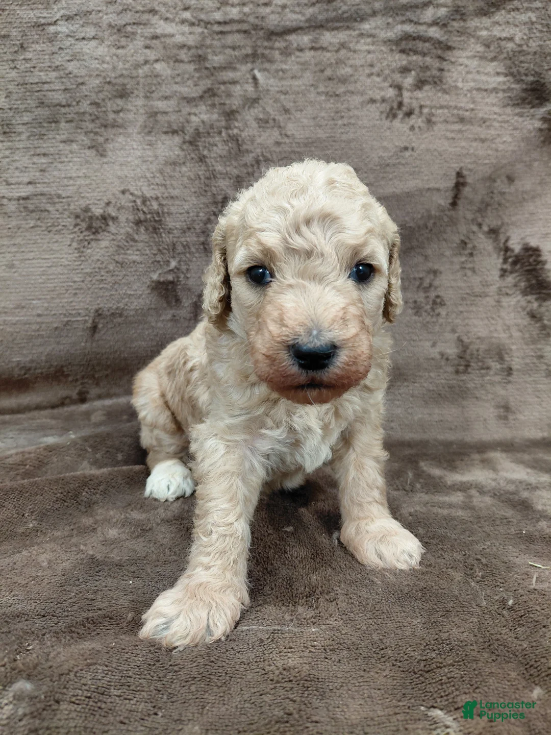 Goldendoodle dogs for sale: Fiona Standard  - Ad 1