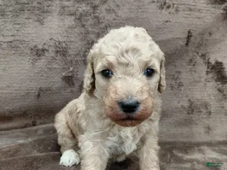 Goldendoodle dogs Fiona Standard - Ad 27