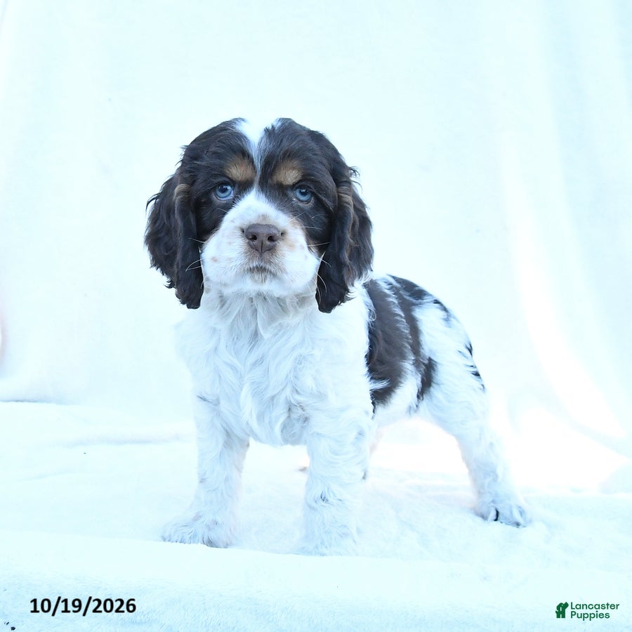 English Cocker Spaniel dogs for sale: Moose - Ad 1