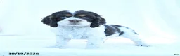 English Cocker Spaniel dogs for sale: Moose - Ad 1