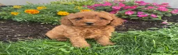 Miniature Poodle dogs for sale: Mickey - Ad 3